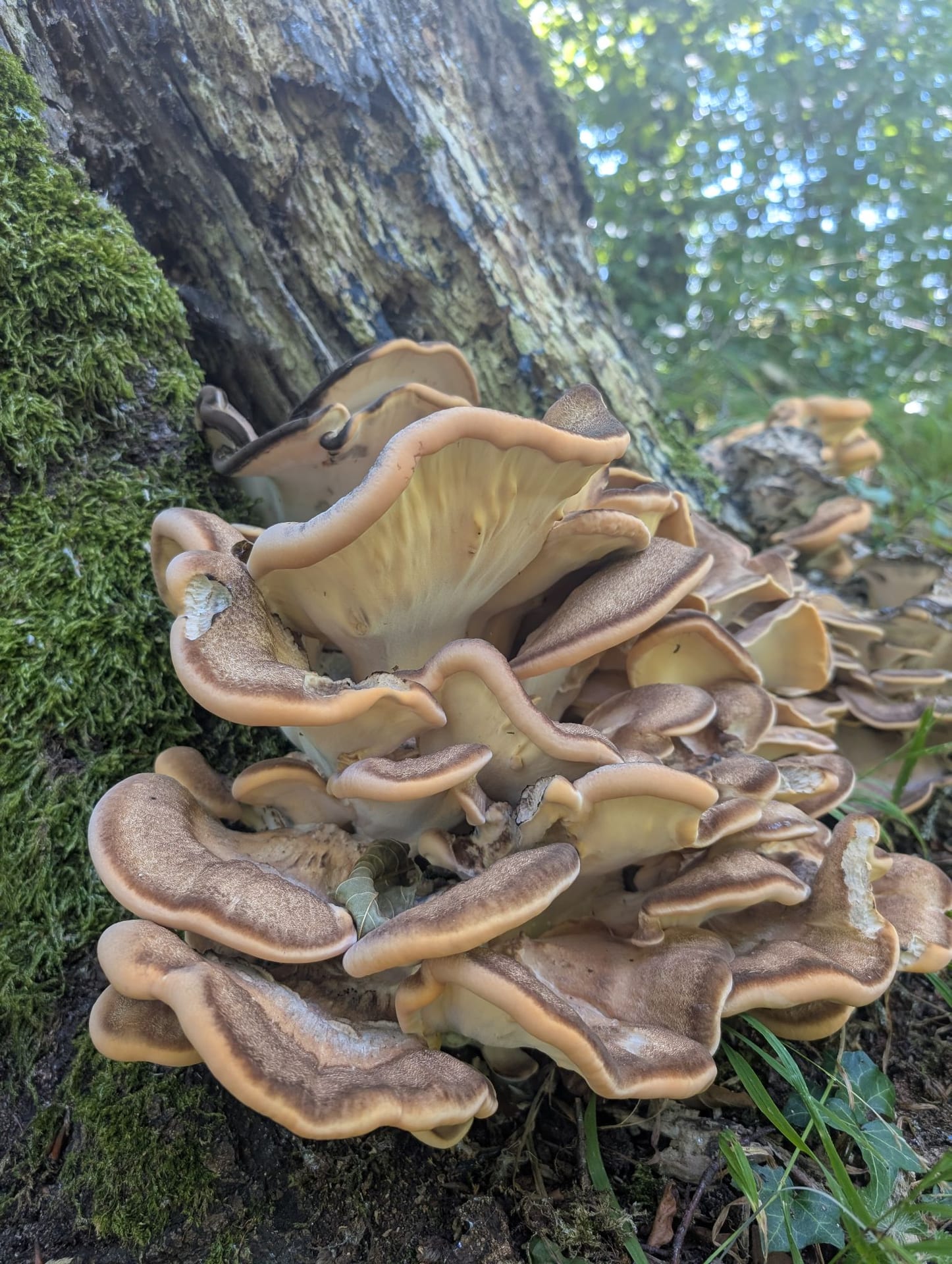 Foto 4