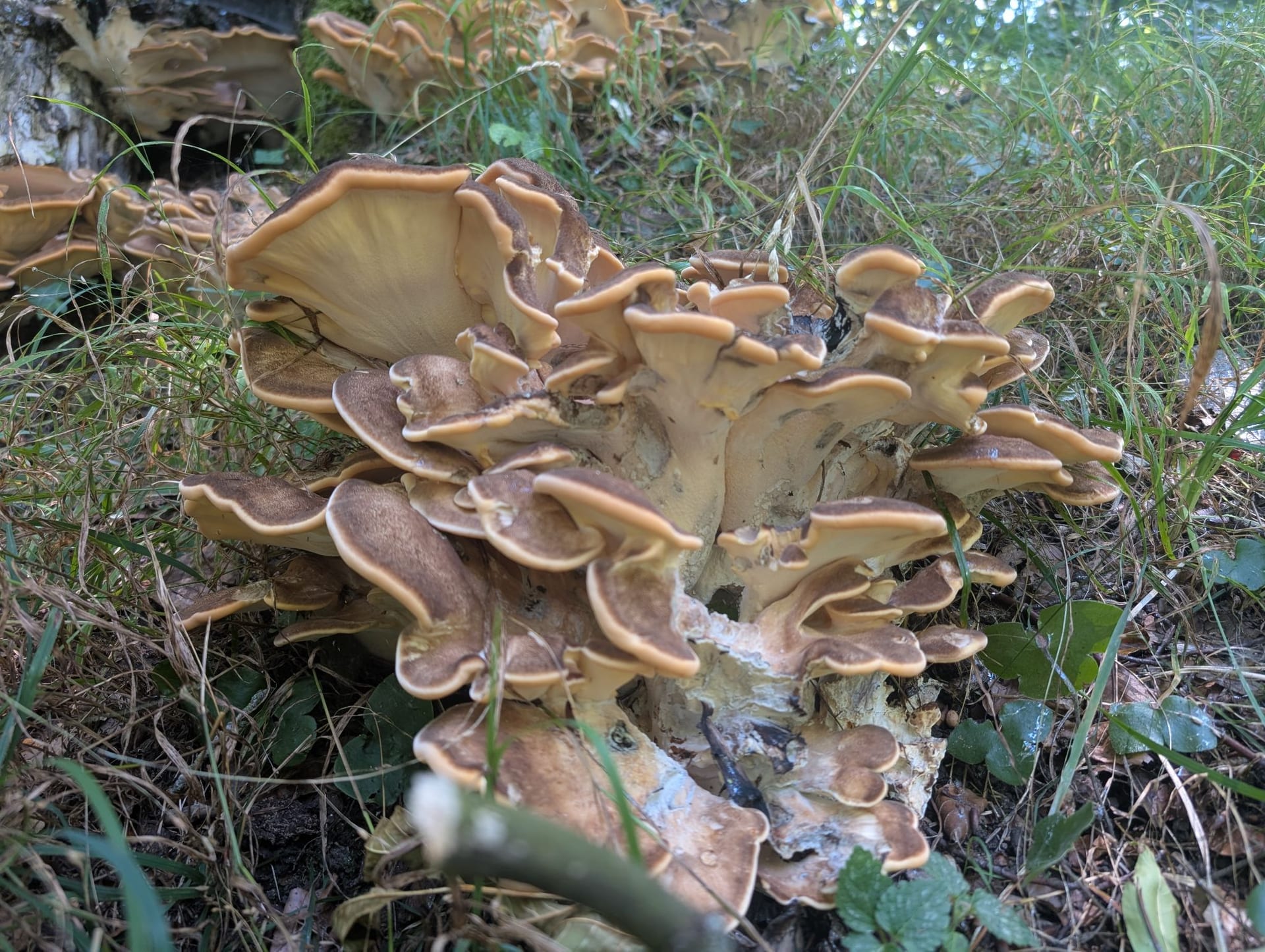 Große rosettenartige Fächer eines Riesenporlings am Fuß eines Laubbaums im sommerlichen Wald.
