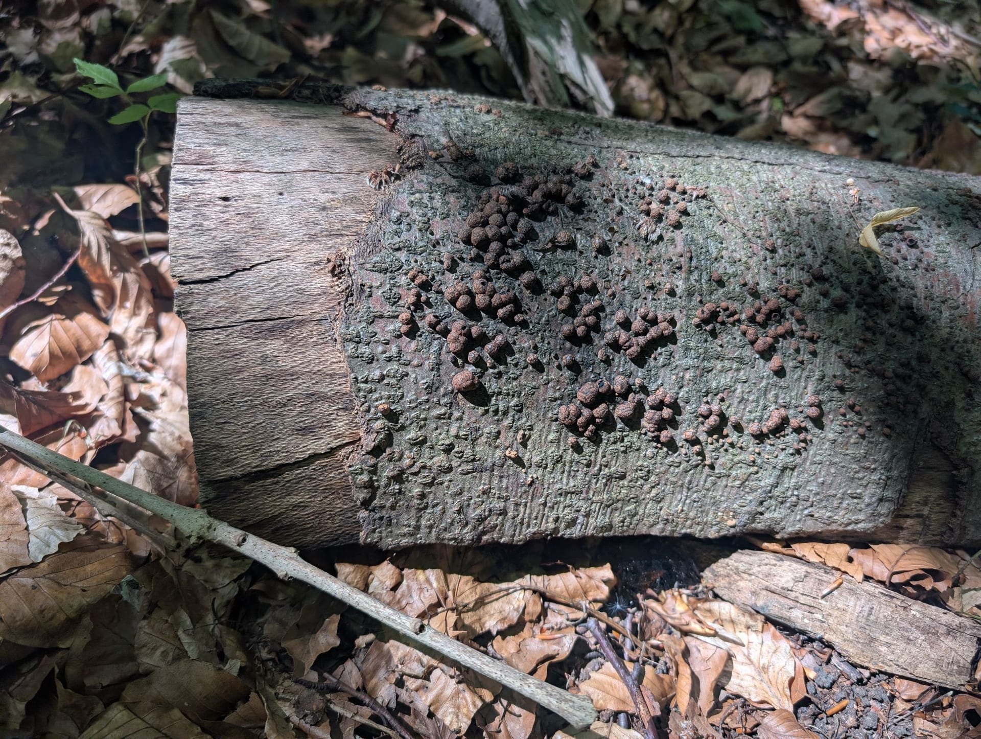 Rötliche Kohlenbeere auf Spalt zwischen Stamm und darunterliegendem Holz