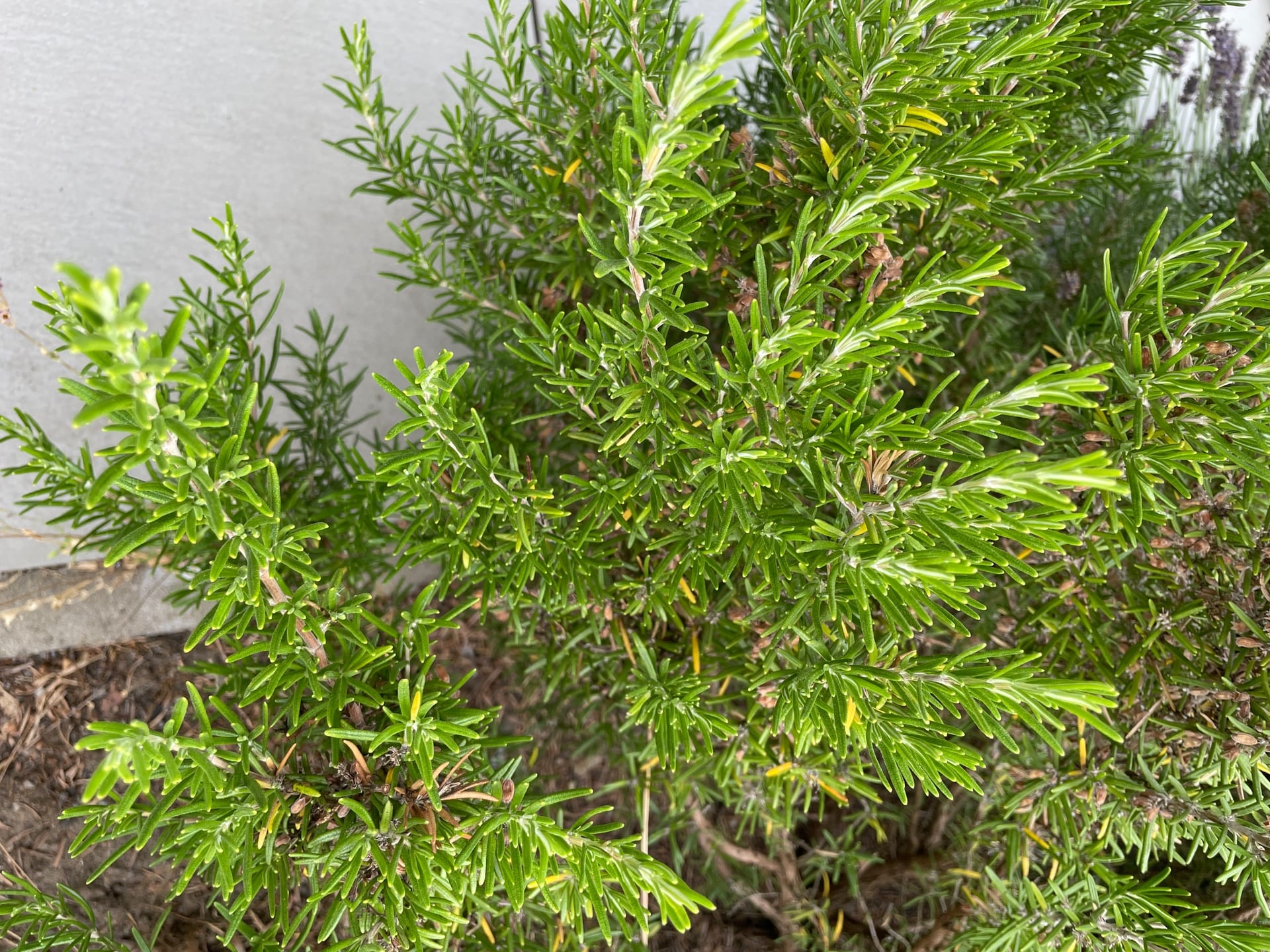 Echter Lavendel