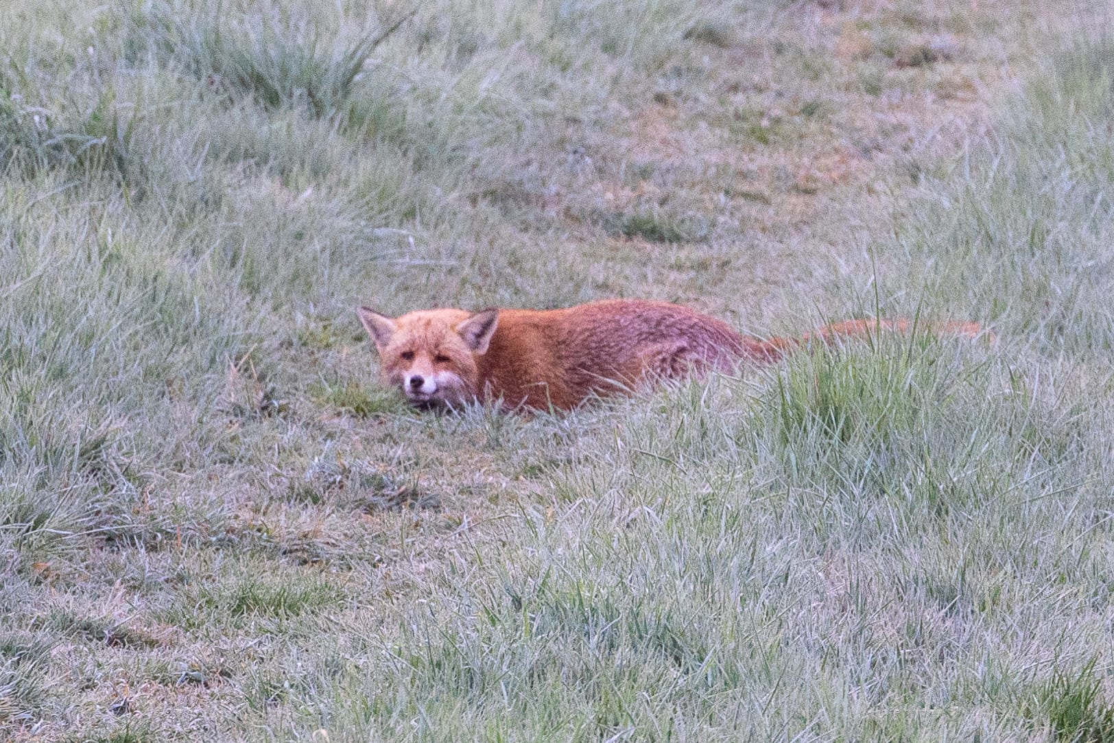 Rotfuchs liegt geduckt in taunassem, graugrünem Wiesengras im frühen Morgenlicht und blickt zur Kamera.