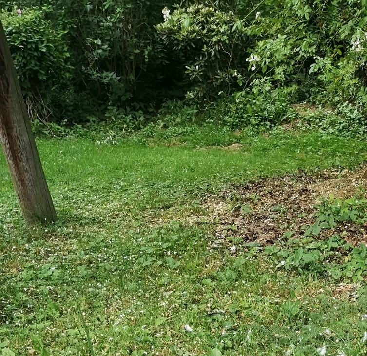 Stadttaube / Haustaube auf Halbschattiger Rasen unter Bäumen
