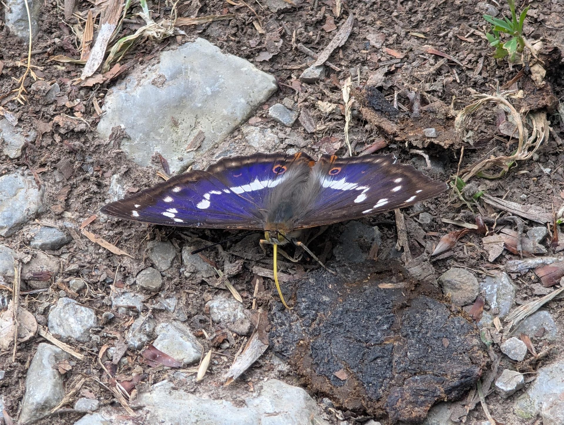 Kleiner Schillerfalter auf Feuchte Mineralstelle im Wegboden
