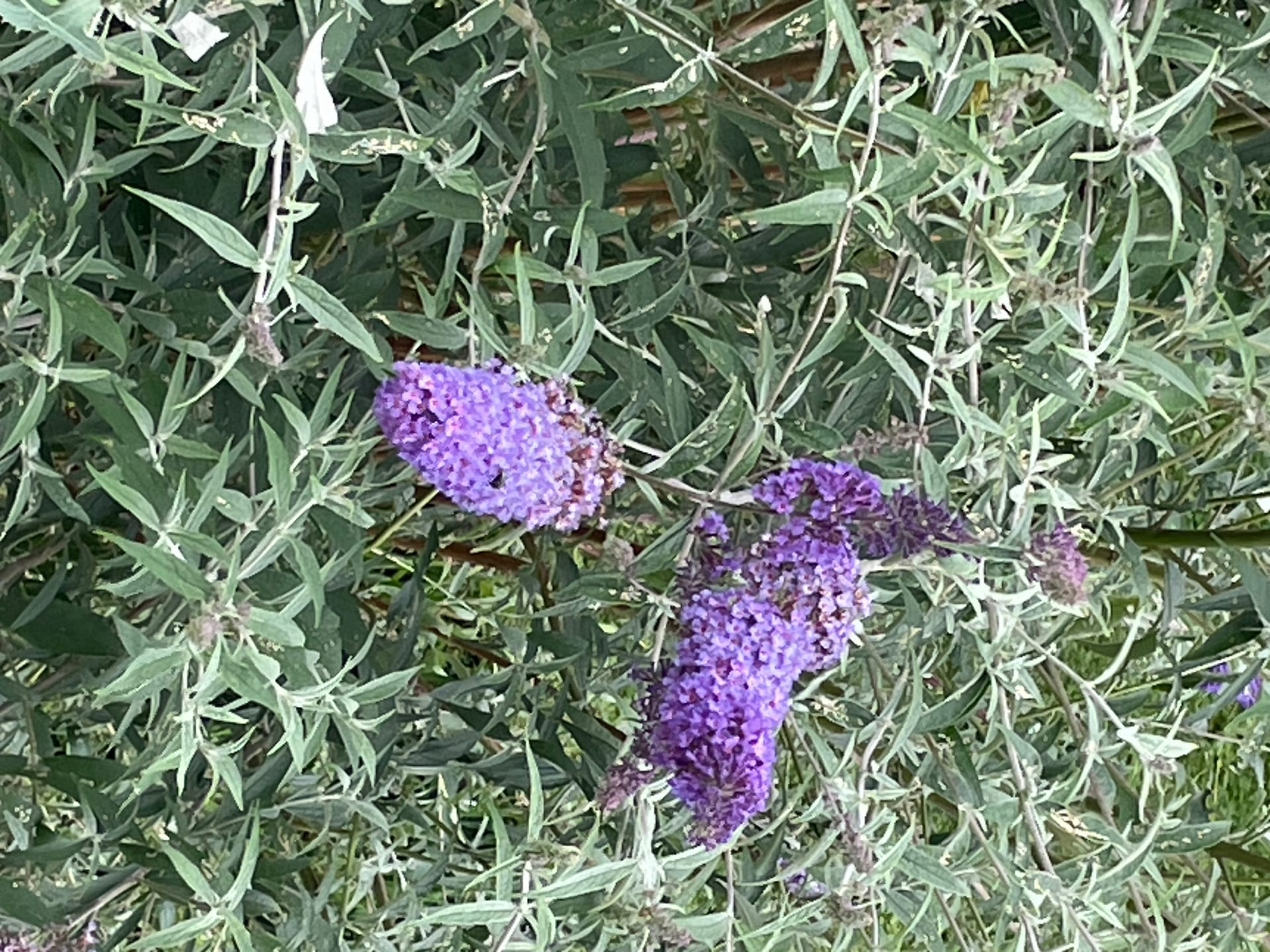Sommerflieder