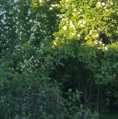 Kletterrose / Vielblütige Rose auf Weiß blühende Kletterrose im Strauchwerk