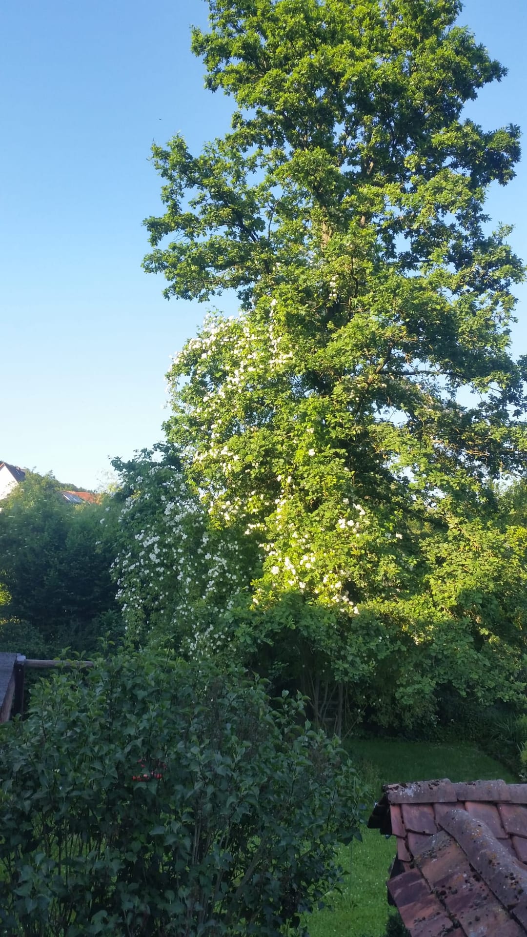 Großer grüner Laubbaum und weiß blühende Kletterrose in einem Dorfgarten bei blauem Himmel, alte Ziegeldächer im Vordergrund.
