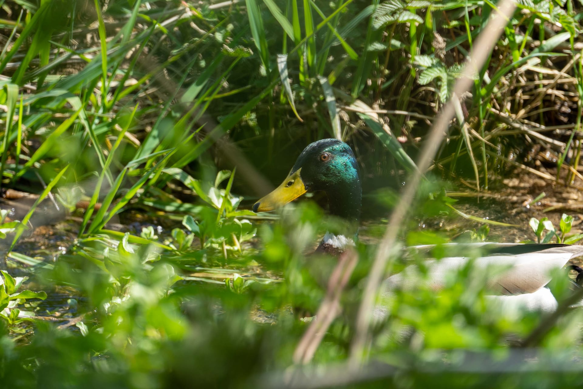 Stockente auf Offene Wasserfläche am Krautsaum