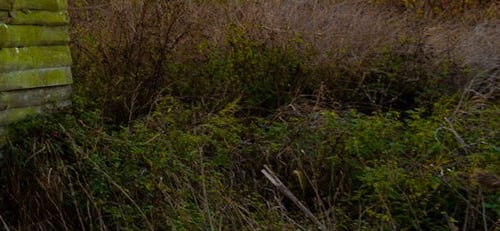 Offene Wiese am Gehölzrand