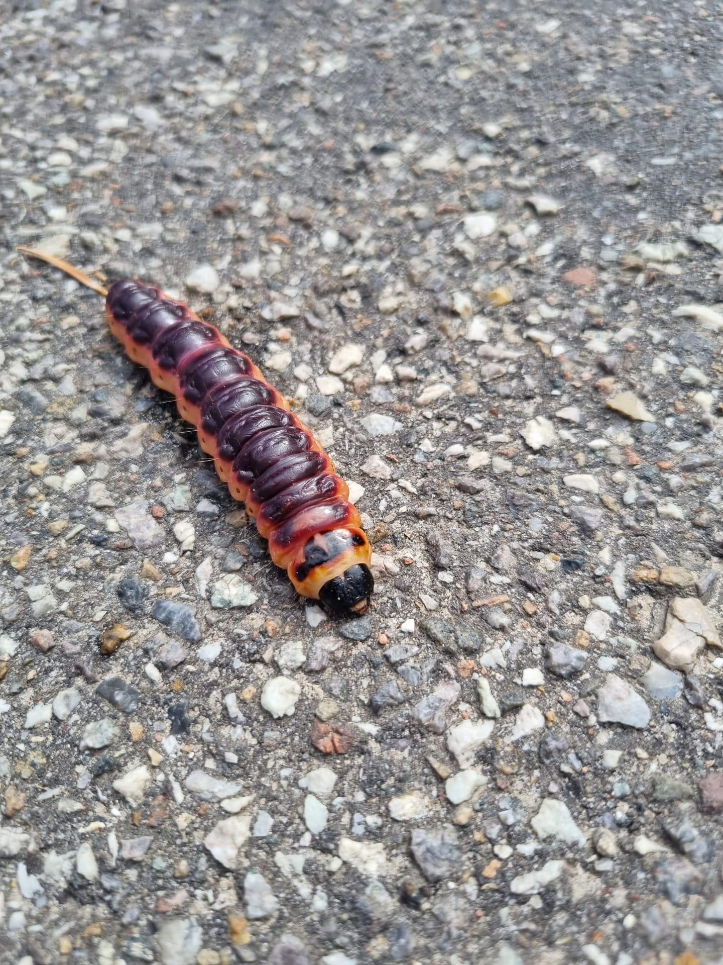 Weidenbohrer auf Wandernde Raupe auf dem Weg