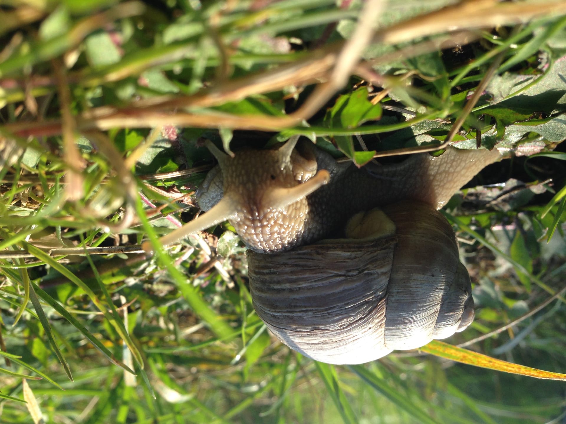 Weinbergschnecke mit ausgestreckten Fühlern kriecht durch sonniges Wiesengras, Nahaufnahme.