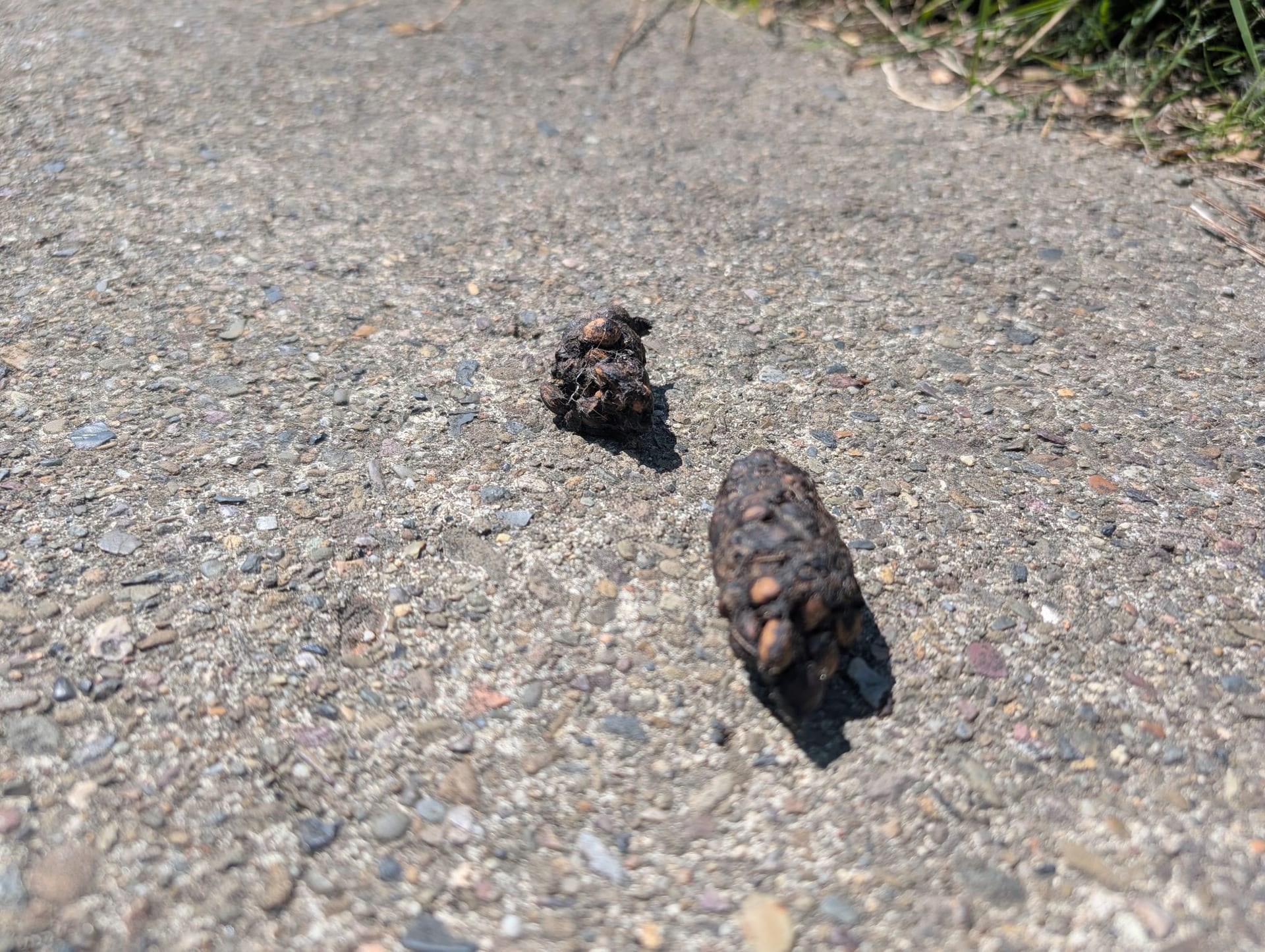 Rotfuchs (Losung) auf Exponierte Losung auf der Wegmitte