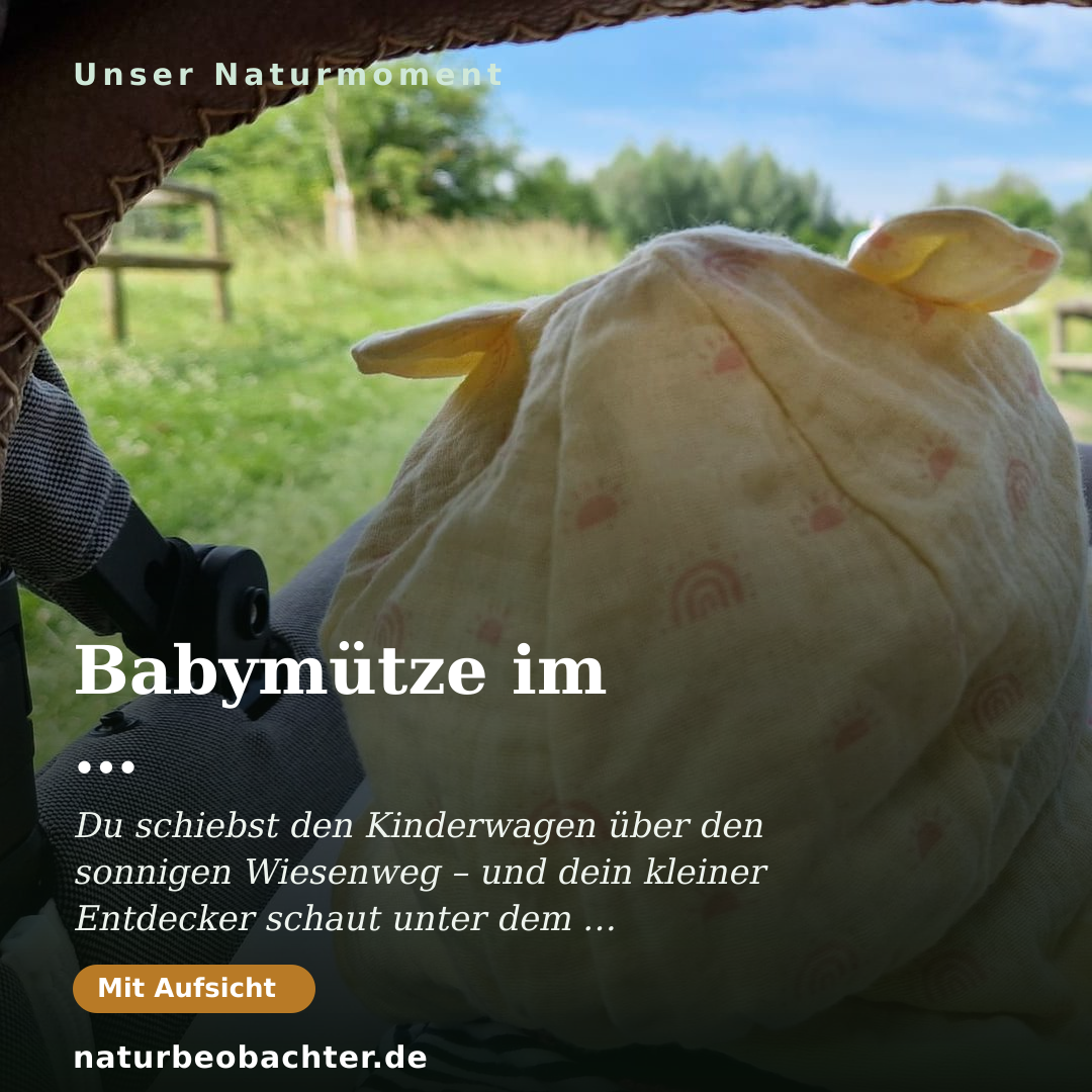 Druck-Vorschau: Babymütze im Kinderwagen: Sommerausflug auf der Wiese