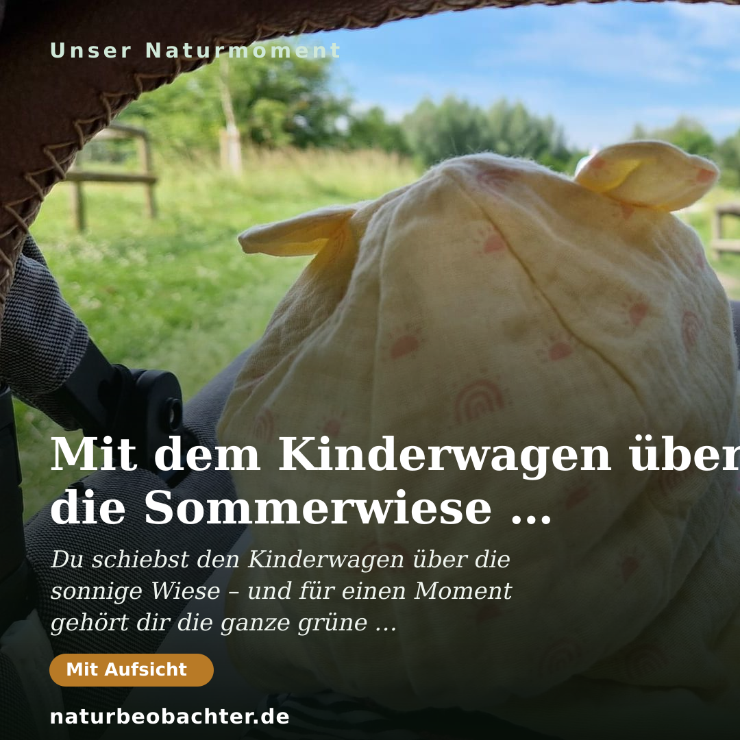 Druck-Vorschau: Mit dem Kinderwagen über die Sommerwiese – Ausflug ins Grüne