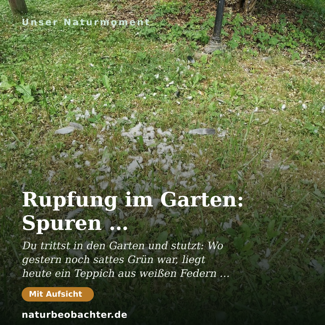 Druck-Vorschau: Rupfung im Garten: Spuren eines Beutegreifers im Gras