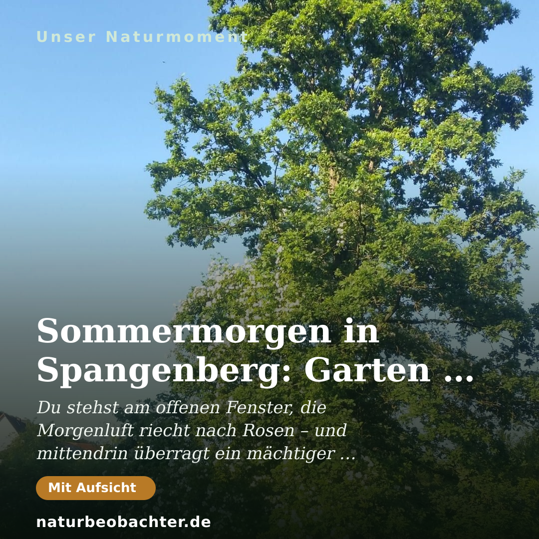 Druck-Vorschau: Sommermorgen in Spangenberg: Garten mit Kletterrose
